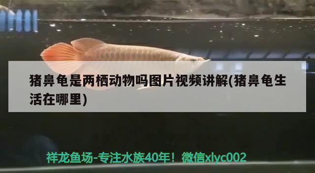豬鼻龜是兩棲動物嗎圖片視頻講解(豬鼻龜生活在哪里)