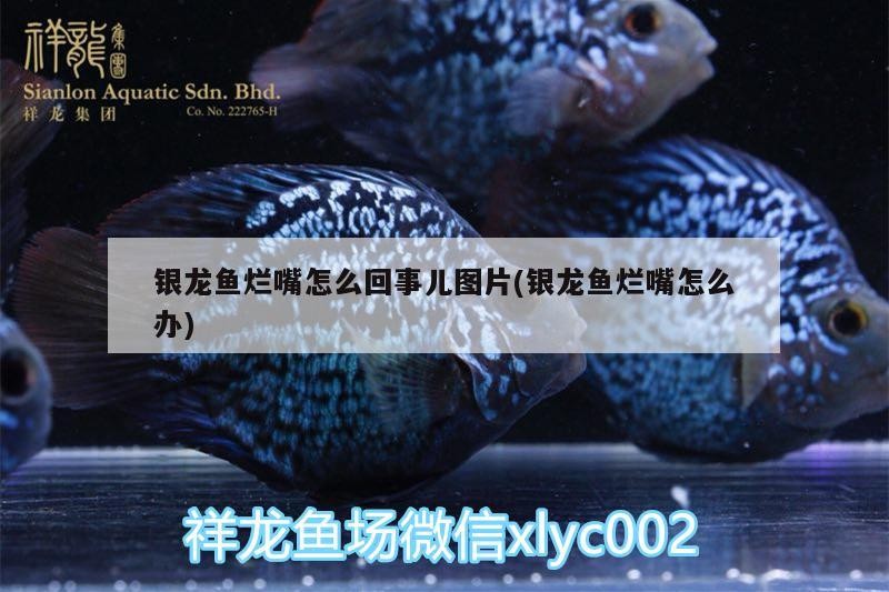 銀龍魚爛嘴怎么回事兒圖片(銀龍魚爛嘴怎么辦)