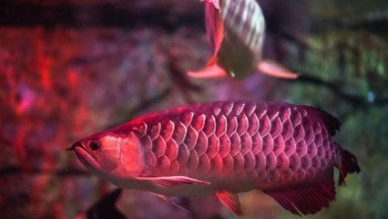 紅龍魚魚鱗掉了會再長出來嗎：紅龍魚掉鱗后恢復期的注意事項