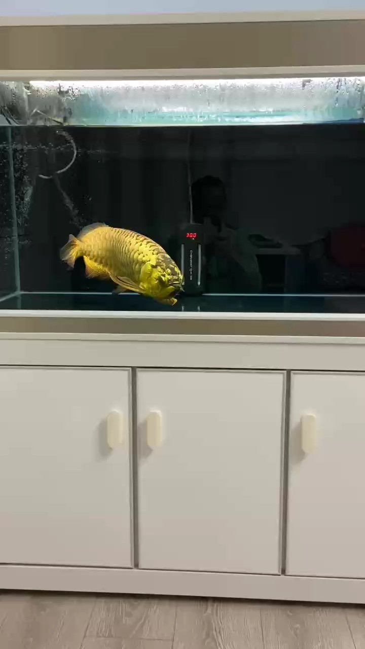 家有寶貝金龍魚(yú)
