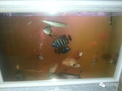 過背金龍魚圖片高清大圖欣賞大全（過背金龍魚圖片高清大圖欣賞大全集）