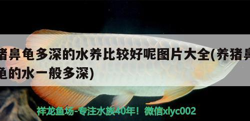 豬鼻龜多深的水養比較好呢圖片大全(養豬鼻龜的水一般多深) 豬鼻龜多深的水養比較好呢圖片大全(養豬鼻龜的水一般多深) 豬鼻龜百科