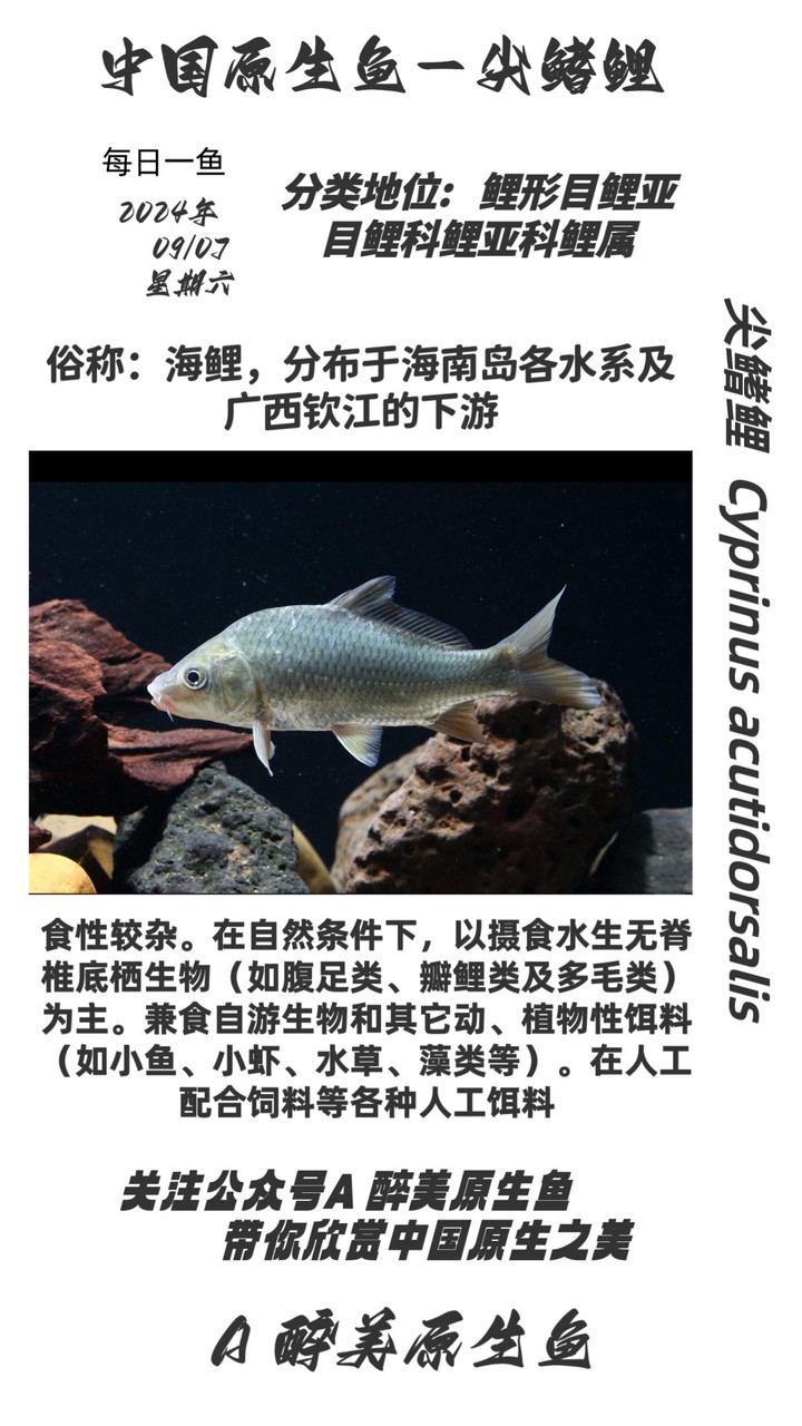 尖鰭鯉 尖鰭鯉 龍魚論壇
