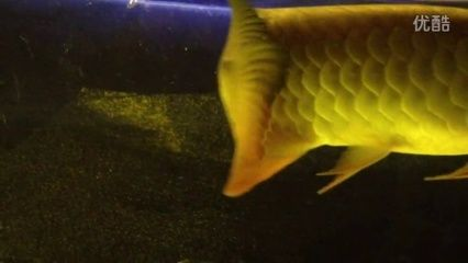 牡丹江龍魚vs祥龍魚場(探討牡丹江龍魚與祥龍魚場之間的差異之前需要明確這兩個概念所指的對象) 全國水族館企業名錄 第3張 牡丹江龍魚vs祥龍魚場(探討牡丹江龍魚與祥龍魚場之間的差異之前需要明確這兩個概念所指的對象) 牡丹江龍魚vs祥龍魚場(探討牡丹江龍魚與祥龍魚場之間的差異之前需要明確這兩個概念所指的對象) 全國水族館企業名錄 第3張