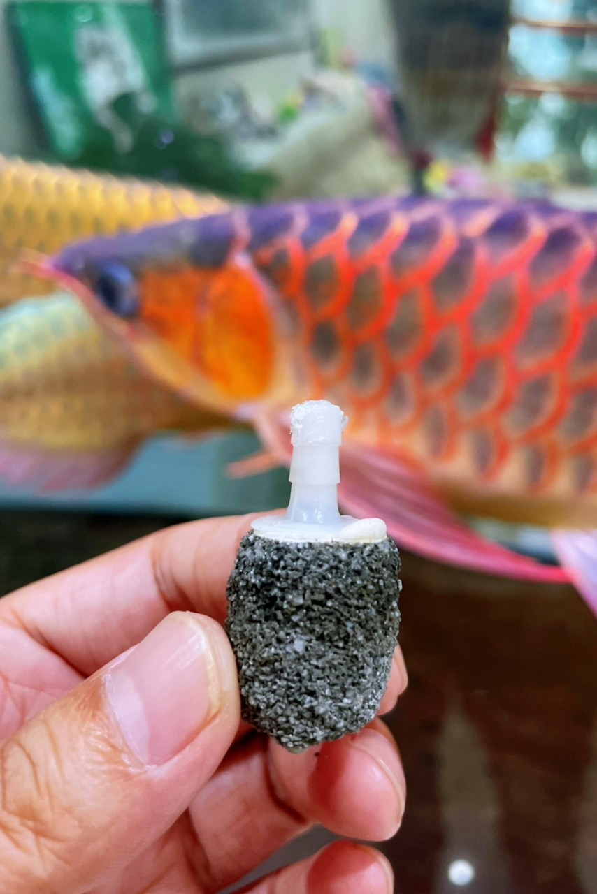 龍魚誤吞異物餓一餓就吐出來了