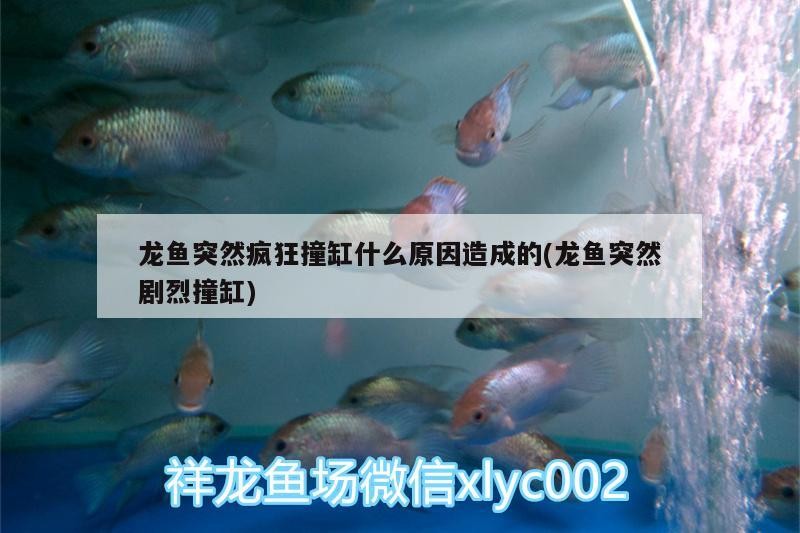 龍魚突然瘋狂撞缸什么原因造成的(龍魚突然劇烈撞缸)