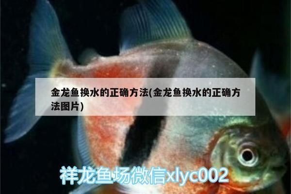 龍魚換水的正確方法vs祥龍魚場：如何判斷龍魚健康狀態