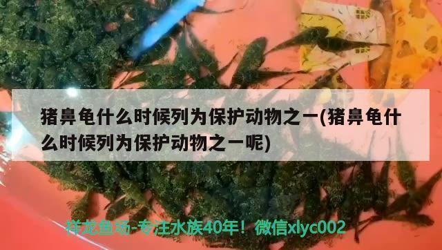 豬鼻龜什么時候列為保護動物之一(豬鼻龜什么時候列為保護動物之一呢) 豬鼻龜什么時候列為保護動物之一(豬鼻龜什么時候列為保護動物之一呢) 豬鼻龜百科