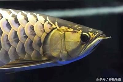 皇冠魟魚繁殖前征兆：皇冠魟魚繁殖前的征兆