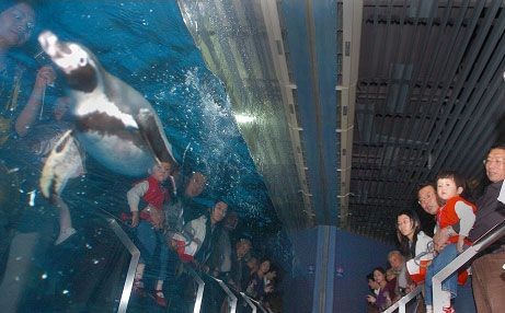 臺灣水族館vs祥龍魚場（臺灣水族館與祥龍魚場之間的差異之前，我們需要明確的搜索結果）