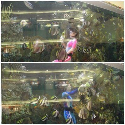 臺灣水族館vs祥龍魚場（臺灣水族館與祥龍魚場之間的差異之前，我們需要明確的搜索結果）