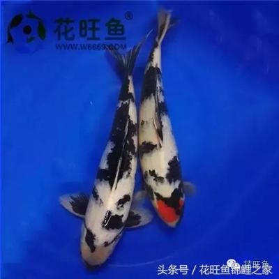 冬天魚缸長(zhǎng)綠苔怎么去除：魚缸除藻劑的種類與使用技巧