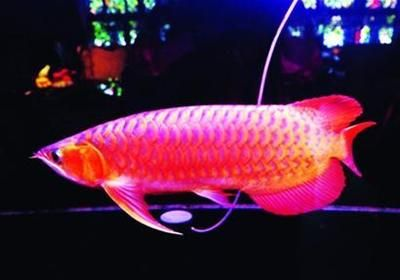 紅龍魚多長時間能發色正常了：關于紅龍魚發色正常所需時間的詳細信息
