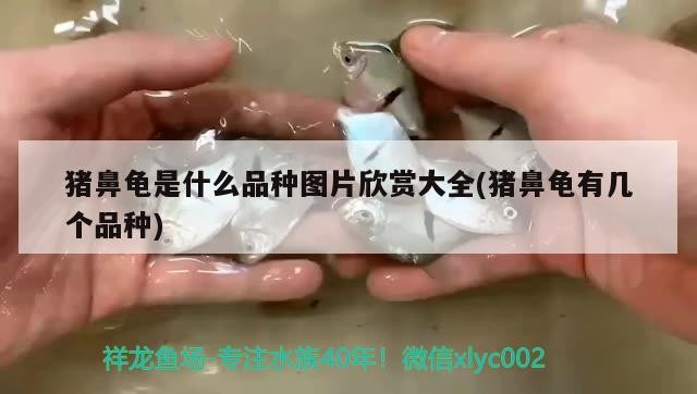 豬鼻龜是什么品種圖片欣賞大全(豬鼻龜有幾個品種) 豬鼻龜是什么品種圖片欣賞大全(豬鼻龜有幾個品種) 豬鼻龜百科