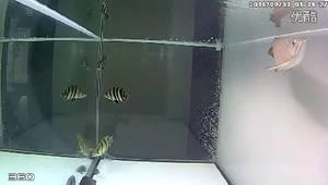 虎魚養到40多公分以上要多久