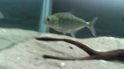虎魚養到40多公分以上要多久