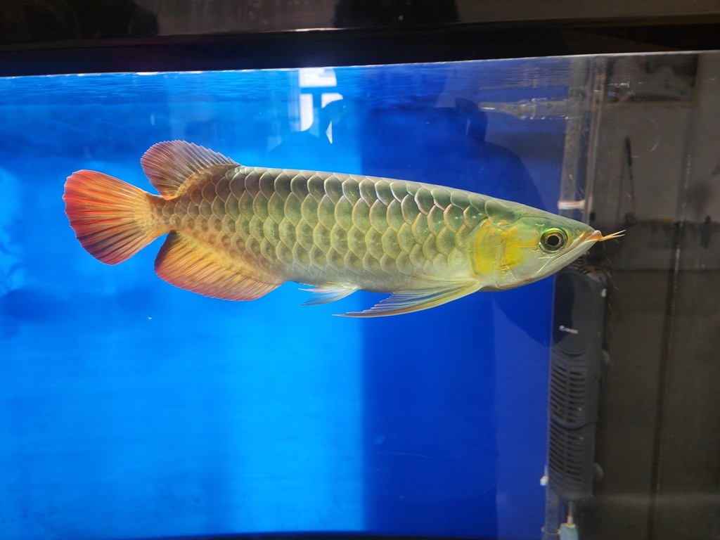 這個是什么龍魚