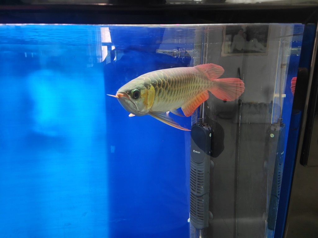 這個是什么龍魚