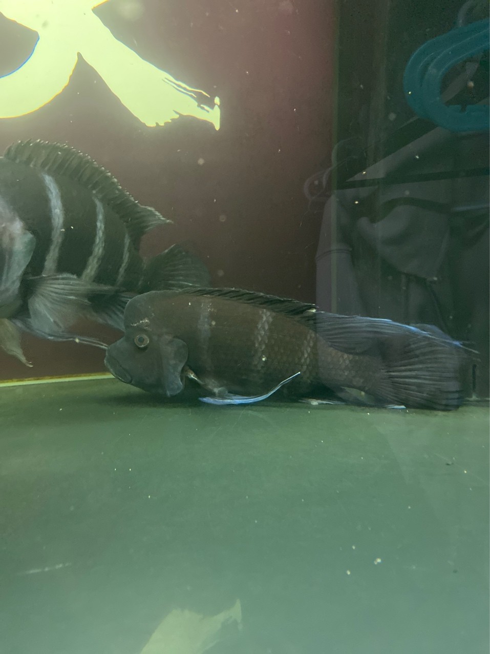 請教一下是生了什么病 用什么藥好 龍魚論壇 第1張 請教一下是生了什么病 用什么藥好 請教一下是生了什么病 用什么藥好 龍魚論壇 第1張