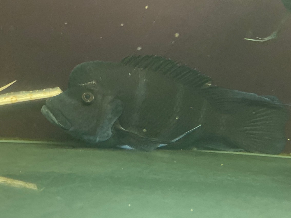 請教一下是生了什么病 用什么藥好 龍魚論壇 第2張 請教一下是生了什么病 用什么藥好 請教一下是生了什么病 用什么藥好 龍魚論壇 第2張