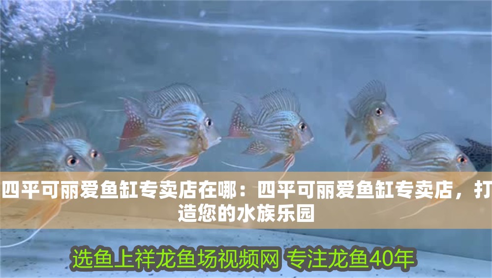 四平可麗愛魚缸專賣店在哪:四平可麗愛魚缸專賣店,打造您的水族樂園 iwish愛唯希品牌魚缸 第1張 四平可麗愛魚缸專賣店在哪:四平可麗愛魚缸專賣店,打造您的水族樂園 四平可麗愛魚缸專賣店在哪:四平可麗愛魚缸專賣店,打造您的水族樂園 iwish愛唯希品牌魚缸 第1張