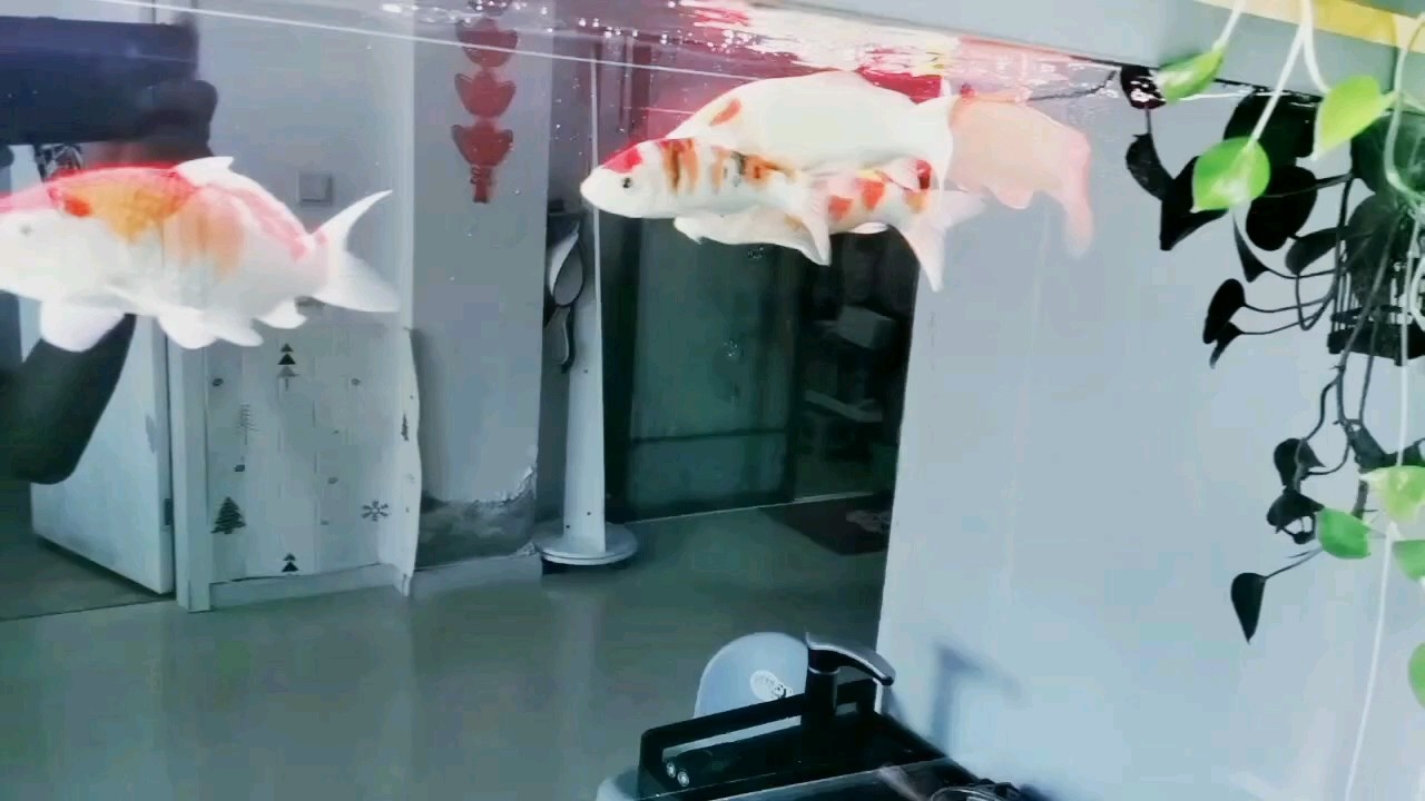 鴻運當頭，好運連連