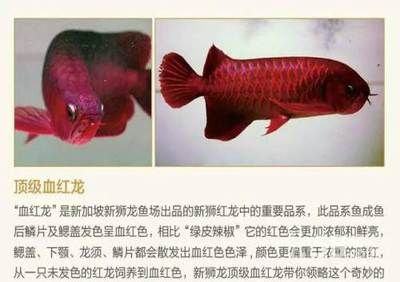 蚌埠龍魚vs祥龍魚場（探討蚌埠龍魚與祥龍魚場之間的差異之前需要明確兩者所指的具體內容）