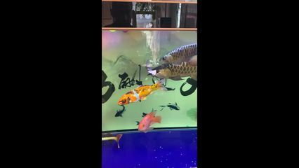 龍魚吃了一條比較大的魚會噎死嗎_