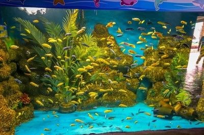 韶關(guān)水族館vs祥龍魚(yú)場(chǎng)（探討韶關(guān)水族館與祥龍魚(yú)場(chǎng)之間的差異之前需要明確兩者的基本信息）