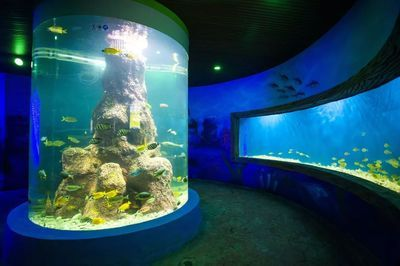韶關(guān)水族館vs祥龍魚(yú)場(chǎng)（探討韶關(guān)水族館與祥龍魚(yú)場(chǎng)之間的差異之前需要明確兩者的基本信息）