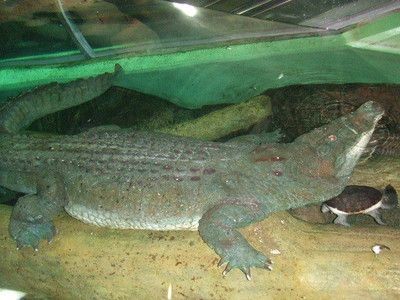 韶關(guān)水族館vs祥龍魚(yú)場(chǎng)（探討韶關(guān)水族館與祥龍魚(yú)場(chǎng)之間的差異之前需要明確兩者的基本信息）