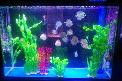 韶關(guān)水族館vs祥龍魚(yú)場(chǎng)（探討韶關(guān)水族館與祥龍魚(yú)場(chǎng)之間的差異之前需要明確兩者的基本信息）