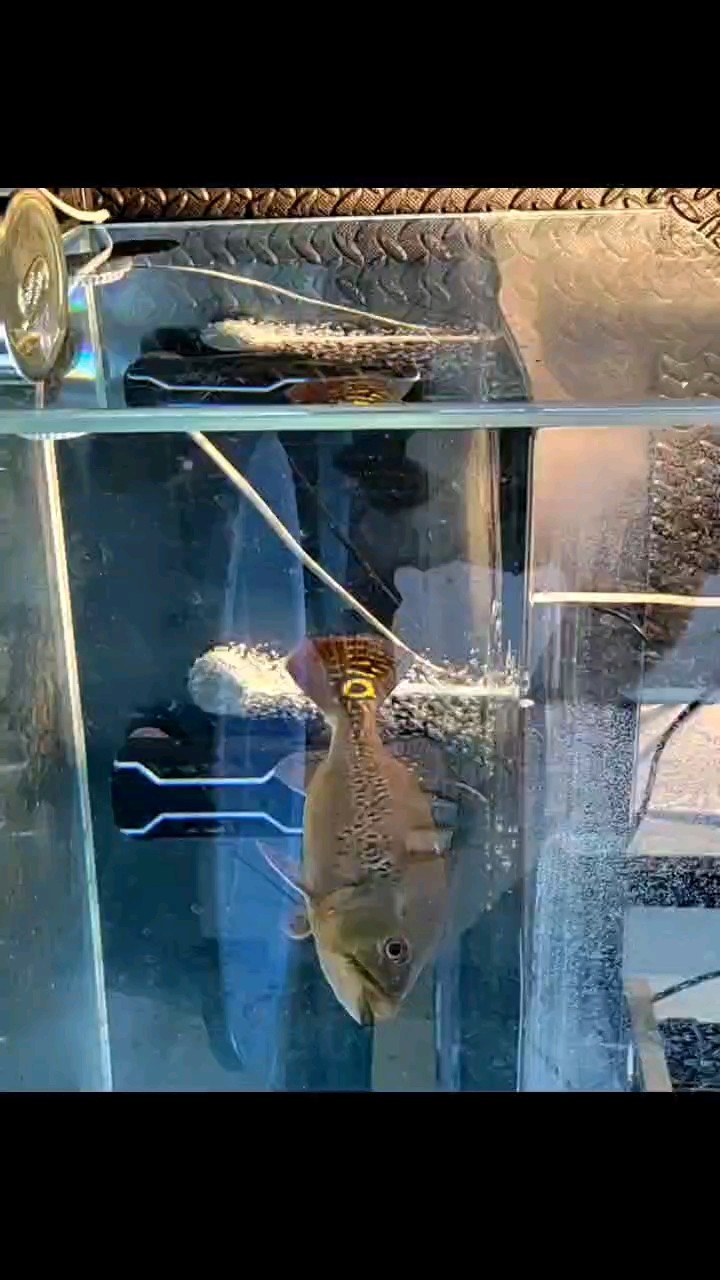 吃魚 吃魚 龍魚論壇