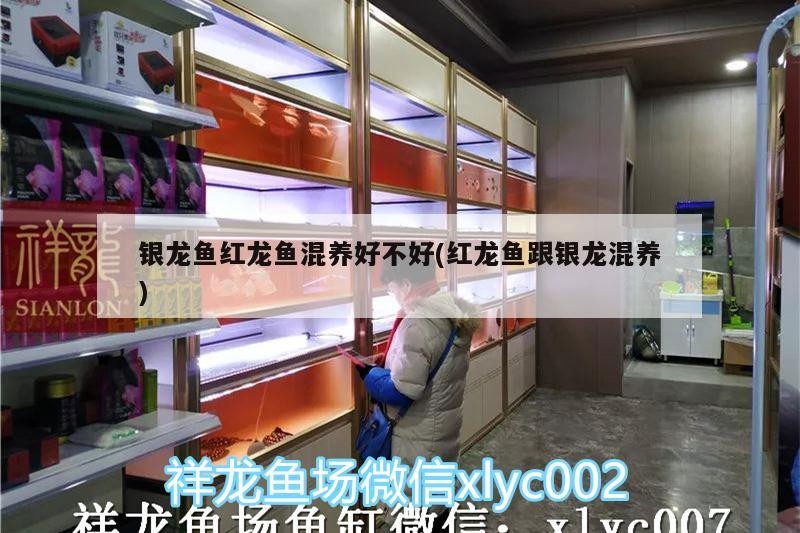 銀龍魚紅龍魚混養(yǎng)好不好(紅龍魚跟銀龍混養(yǎng))