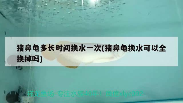 豬鼻龜多長時間換水一次(豬鼻龜換水可以全換掉嗎)