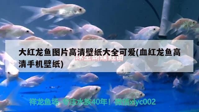 大紅龍魚圖片高清壁紙大全可愛(血紅龍魚高清手機壁紙) 大紅龍魚圖片高清壁紙大全可愛(血紅龍魚高清手機壁紙) 金龍魚百科