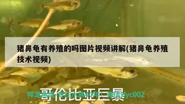 豬鼻龜有養殖的嗎圖片視頻講解(豬鼻龜養殖技術視頻)