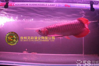 無錫龍魚vs祥龍魚場（無錫龍魚和祥龍魚場）