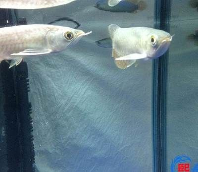 無錫龍魚vs祥龍魚場（無錫龍魚和祥龍魚場）