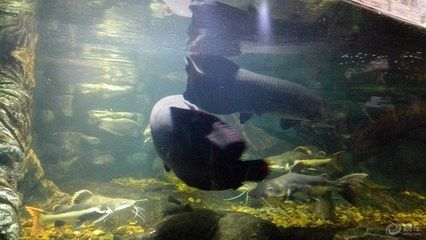 無錫龍魚vs祥龍魚場（無錫龍魚和祥龍魚場）