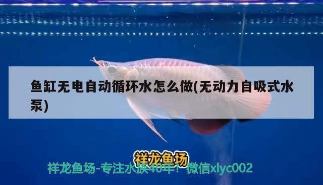 龍魚爛肉爛鱗怎么治