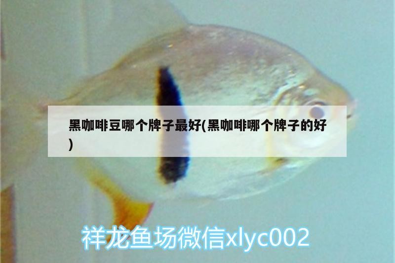 黑咖啡豆哪個(gè)牌子最好(黑咖啡哪個(gè)牌子的好)