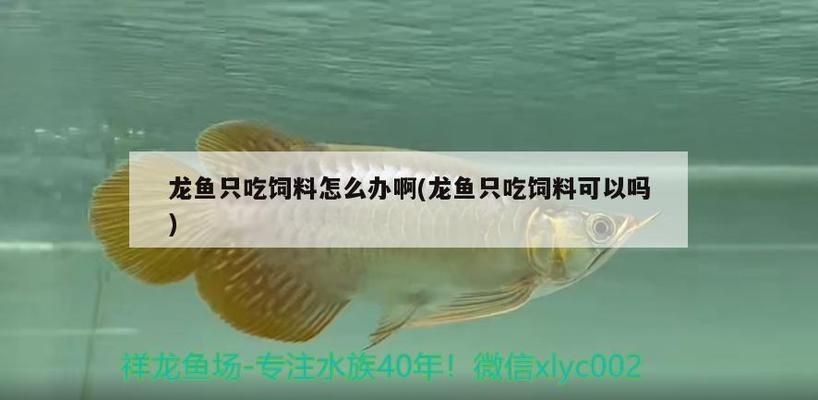 龍魚(yú)喂活食不吃魚(yú)食怎么辦vs祥龍魚(yú)場(chǎng)：如何自制龍魚(yú)飼料 龍魚(yú)喂活食不吃魚(yú)食怎么辦vs祥龍魚(yú)場(chǎng)：如何自制龍魚(yú)飼料 vs祥龍魚(yú)場(chǎng) 第16張