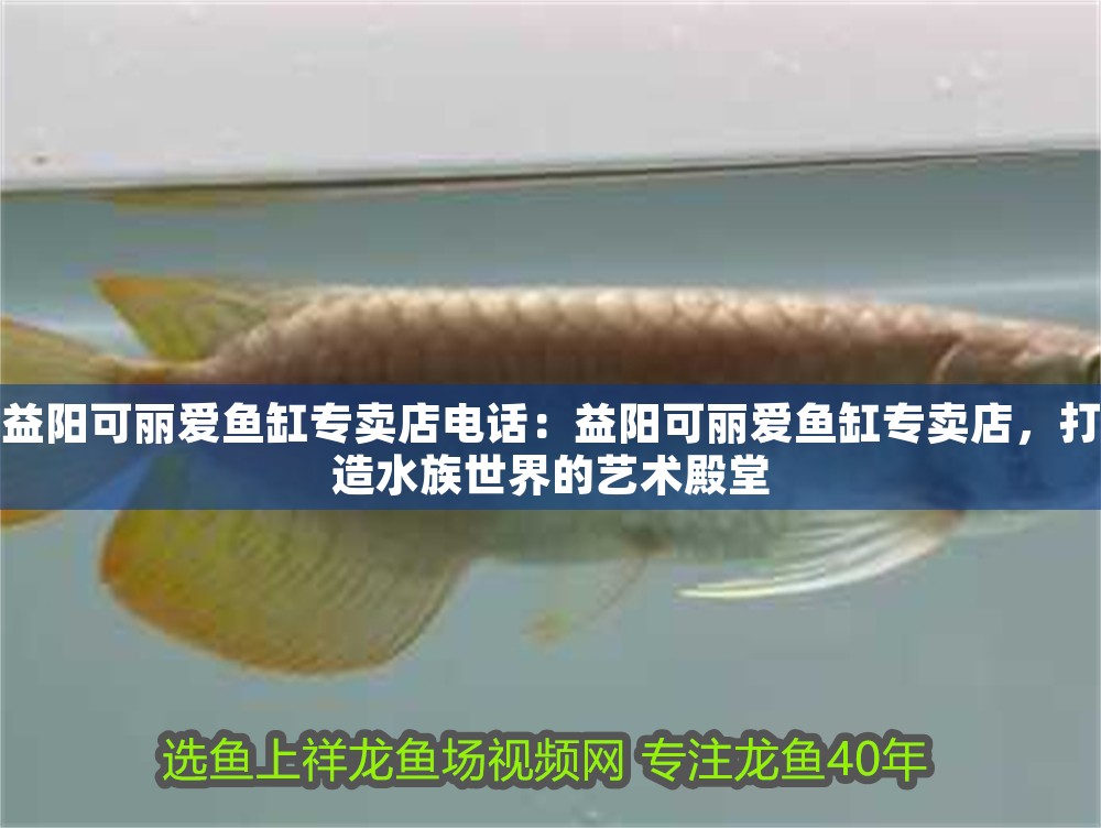 益陽可麗愛魚缸專賣店電話：益陽可麗愛魚缸專賣店，打造水族世界的藝術殿堂