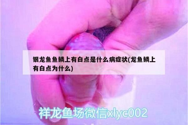 龍魚鱗片有白點vs祥龍魚場：祥龍魚場龍魚鱗片白點病因分析祥龍魚場龍魚常見疾病預防措施