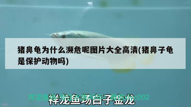 豬鼻龜為什么瀕危呢圖片大全高清(豬鼻子龜是保護動物嗎) 豬鼻龜為什么瀕危呢圖片大全高清(豬鼻子龜是保護動物嗎) 豬鼻龜百科