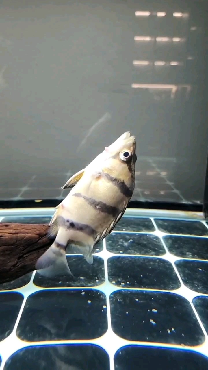 虎魚紅疙瘩，這是什么病啊