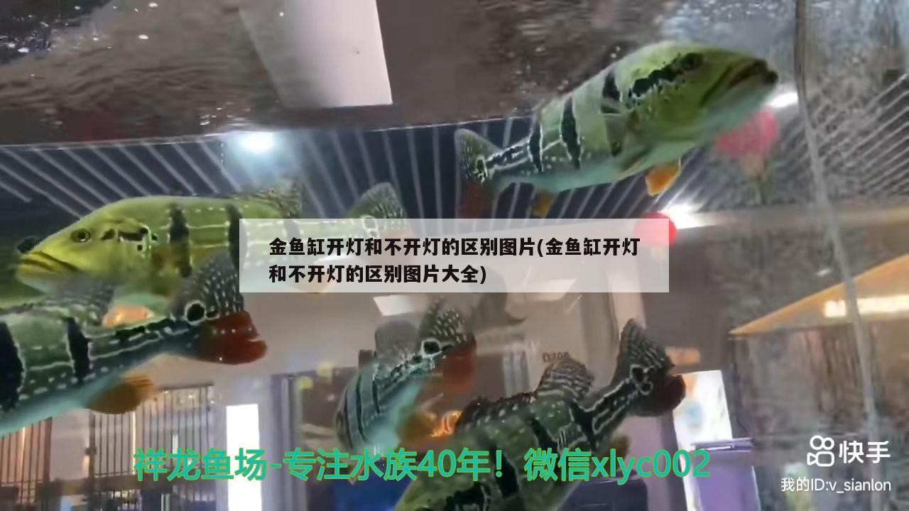 金魚缸開燈和不開燈的區別圖片(金魚缸開燈和不開燈的區別圖片大全)