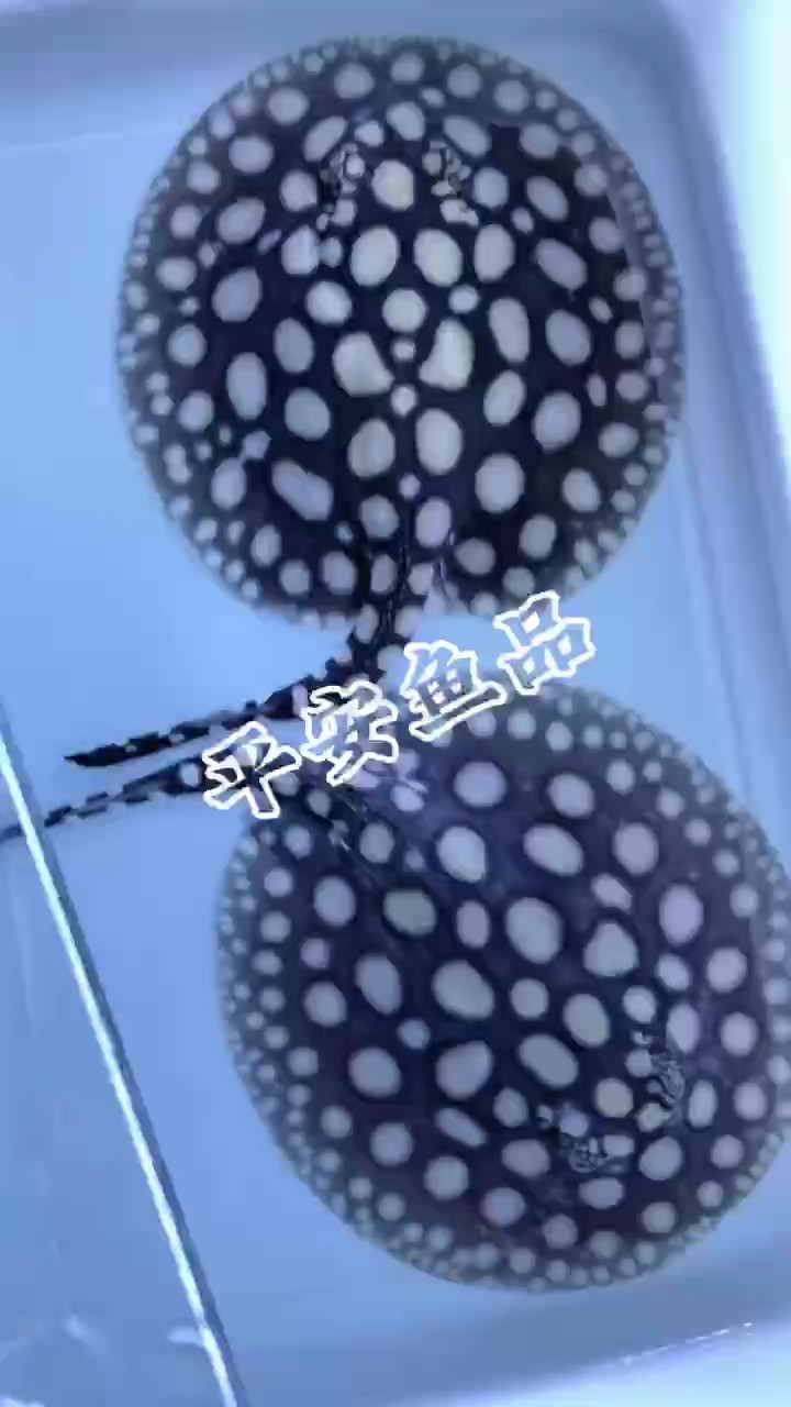 這樣的滿盤母魚喜歡