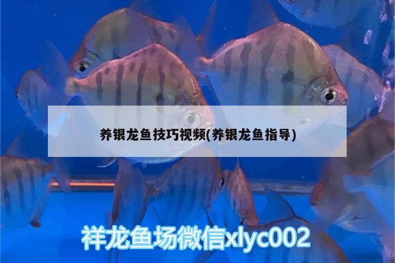 養銀龍魚技巧視頻(養銀龍魚指導)